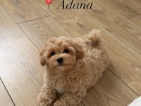 Kore Maltipoo Yavrular