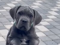 Irkının En İyisi Cane Corso Yavrular