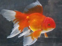 Özel Seri Kafalı Oranda Japon Balığı Adana