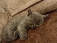 5 AYLIK SAFKAN KEDİMİZ ÜCRETLİDİR BRİTİSH