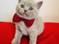 Kaliteli British shorthair yavru