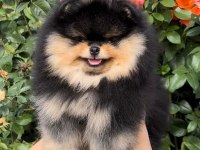 Pomeranian Boo Orjinal Irk Köpekler