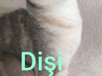 Safkan British Shorthair