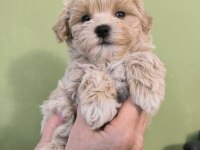 KIVIRCIK KIVIRCIK MALTİPOO BEBEKLER