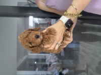 Toy poodle dişi yavrular