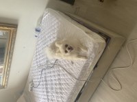 1.5 yaşında dişi pomeranian boo