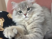 British longhair kedisi