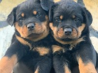Rottweiler Bebekler Sağlık Ve Irk Garantili Teslim