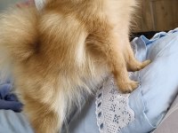 Pomeranian micro dişi