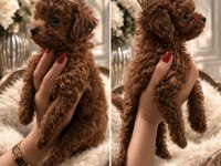 Kore Poodle Bebekler