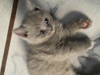 Sevimli british shorthair yavrularımız (erkek)