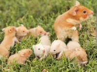 Aynı Gün Adrese Teslim Hamster Yavrular ve Setleri