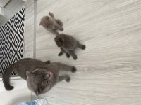 Kedilerimize sıcacık bir yuva ve sevgi dolu kalpler arıyoruz