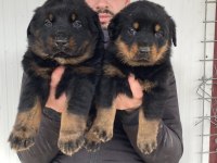 Üst Kalite Rottweiler Yavruları