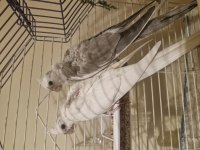 EV ÜRETİMİ WHİTE FACE SULTAN PAPAĞANI