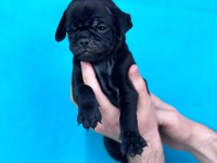 DİŞİ ERKEK PUG YAVRULARI YER DENİZLİ