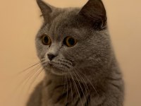 British Shorthair Oğlumuzu Sahiplendiriyoruz