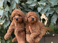 Poodle Cins Yavrularımız
