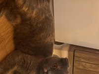 5.5 aylık güzeller güzeli bir dişi scottish fold