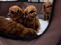 SAFKAN KORE TOY POODLE BEBEKLER