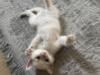1 Mayıs Doğumlu British Shorthair Blue Pointler