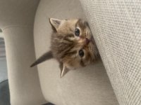 Golden tabby scottish straight