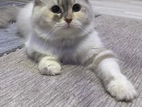 Acil british longhair