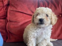 PAMUKTAN FARKSIZ MALTİPOO BEBEKLER