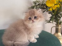 Ay11 British Longhair Dişi
