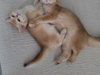 Safkan Biritish Shorthair Golden Ny12