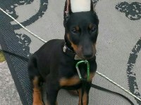 Aksiyon Severlere Özel Doberman