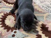 King Doberman yavruları