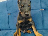 A kalite doberman yavruları