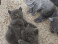 British shorthair yavrularım