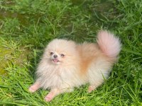 Pomeranian boo