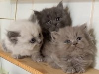 British Longhair safkan yavrularımız