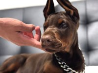 SİLAH MI DOBERMAN MI Tartışmaya açıktır