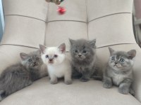 Safkan anne babadan british shorthair ayı surat yavrular
