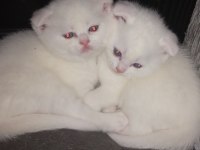 Yavrularımız yeni sahibini arıyor scottish fold
