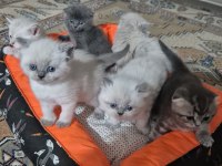 Sevimli Yavru Kedilerimiz