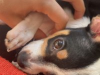 3 aylık erkek chihuahua yavrusu
