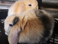 Hollanda Lop Yavru Tavşanlar