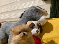 Minik ve sevgi dolu pomeranian