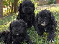 Maltipoo yavrular hazır