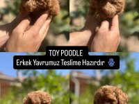 Toy Poodle yavrular