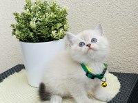 British Shorthair Lynx Point Yavrular