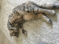 Bu Masum Tekir Kucak Kedisine Yuva Olur Musunuz?