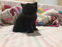 British shorthair bitter yavru
