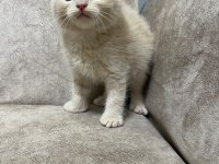AYİ SURAT TOP KAFA SIFIR KULAK BEBİŞ KEDİMİZ