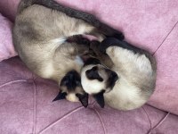 Anne ve yavrusu siyam kedisi sahiplendirmek istiyorum